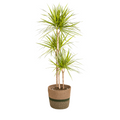 Dracaena marginata Sunray (Drachenbaum) mit Korb – Ø 24 cm, 130–150 cm hoch