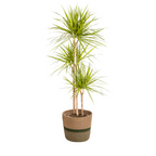 Dracaena marginata Sunray (Drachenbaum) mit Korb – Ø 24 cm, 130–150 cm hoch