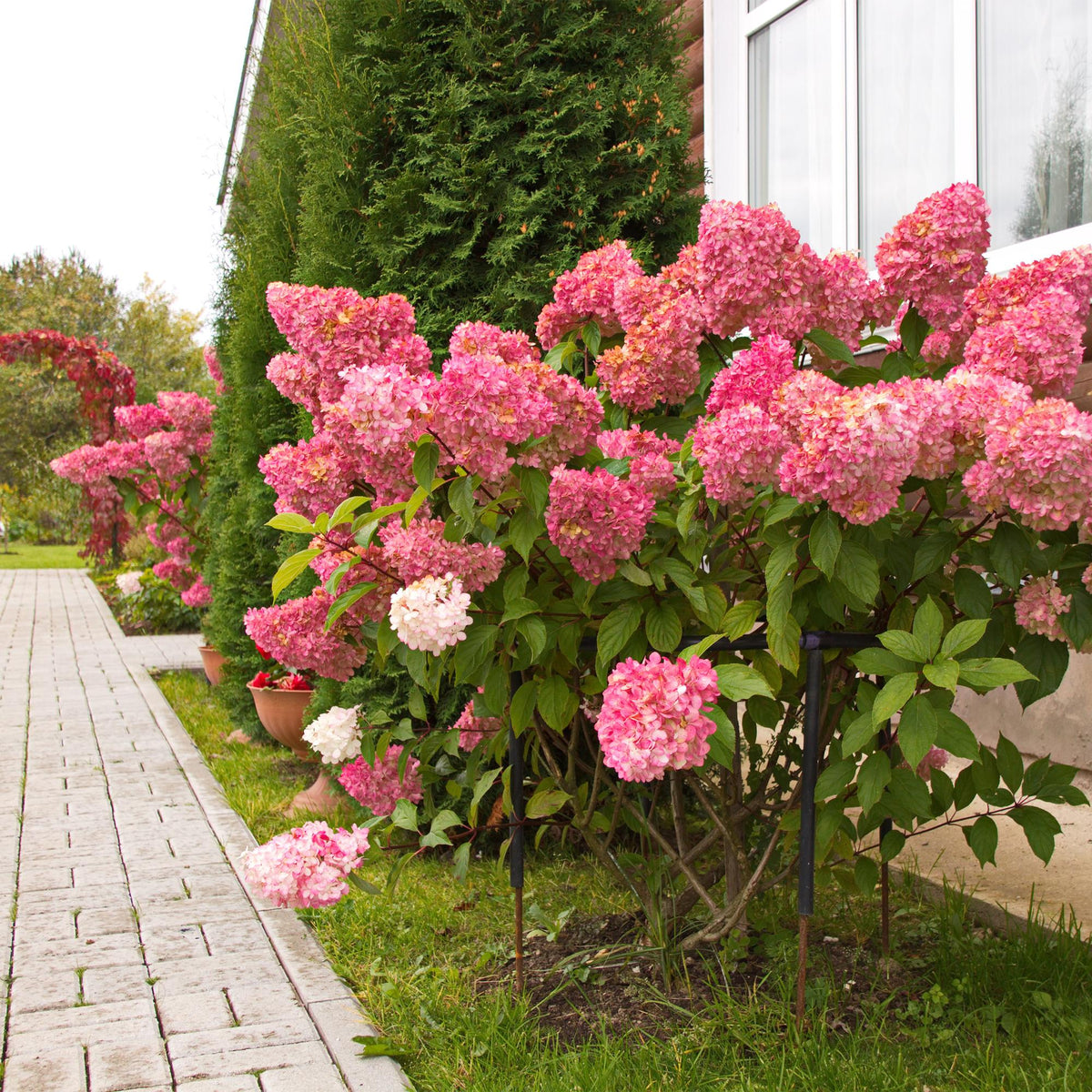 Hydrangea panniculata 'Vanille Fraise' (hortensia) – roze-wit – 3 planten, Ø17 cm, 50 cm hoog