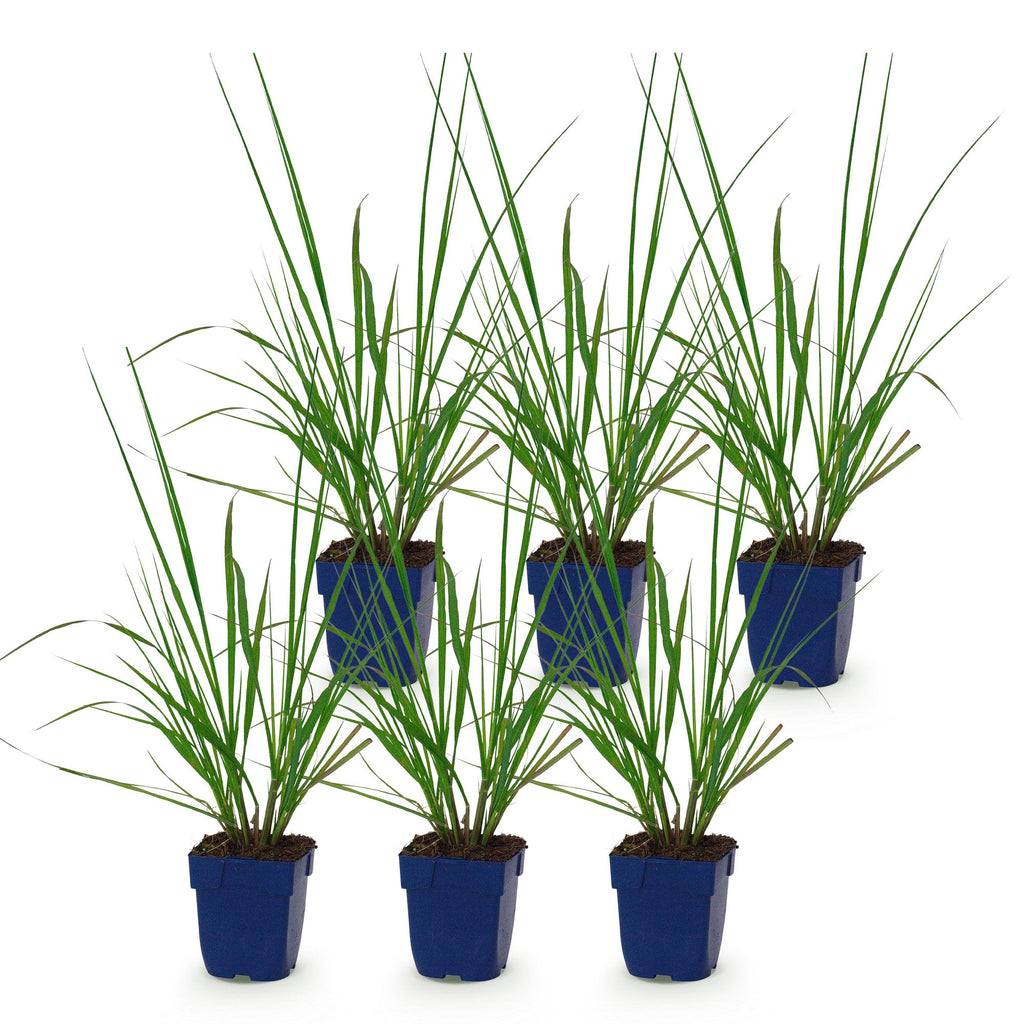 Pennisetum alop. 'Black Beauty' (fountain grass) – 6 plants, Ø11 cm, 15–25 cm high – photo 2