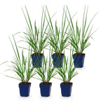 Pennisetum alop. 'Black Beauty' (fountain grass) – 6 plants, Ø11 cm, 15–25 cm high