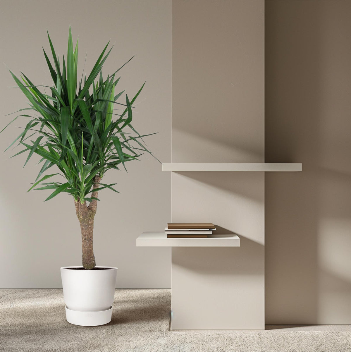 Yucca Elephantipe verzweigt – Ø 31 cm, 150 cm hoch