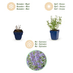 Nepeta faassenii 'Walker’s Low' (Katzenminze) – blau – 3 Pflanzen, Ø 11 cm, 15–25 cm hoch
