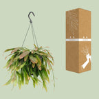 Rhipsalis Red Coral (koraalcactus) – Ø17 cm, 25 cm hoog