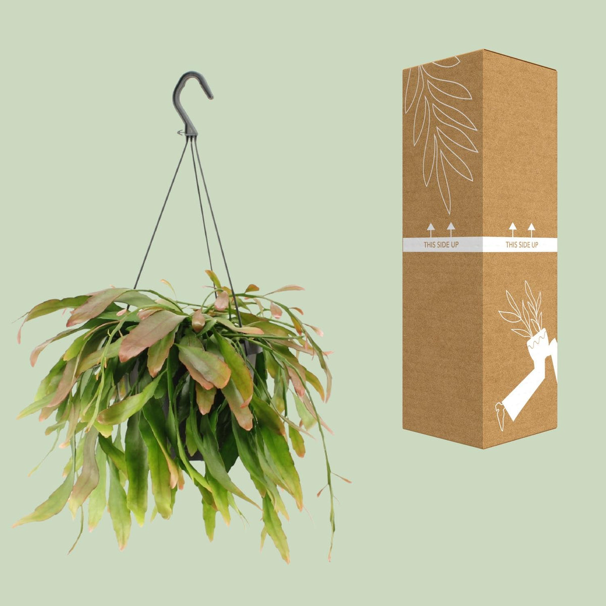 Rhipsalis Red Coral (koraalcactus) – Ø17 cm, 25 cm hoog – foto 3