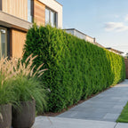 Thuja occidentalis 'Smaragd' (arbre de vie) – 16 plants, Ø9 cm, 20–30 cm de haut