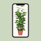 Epipremnum Pinnatum 80cm (scindapsus) – Ø19 cm, 80 cm hoog
