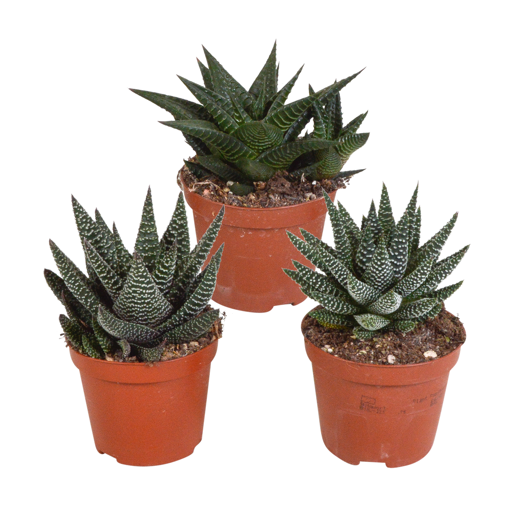 Mélange Gasteria/Haworthia sans pot décoratif – Ø9 cm, 18 cm de haut