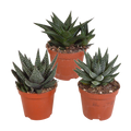 Mélange Gasteria/Haworthia sans pot décoratif – Ø9 cm, 18 cm de haut