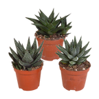 Mélange Gasteria/Haworthia sans pot décoratif – Ø9 cm, 18 cm de haut