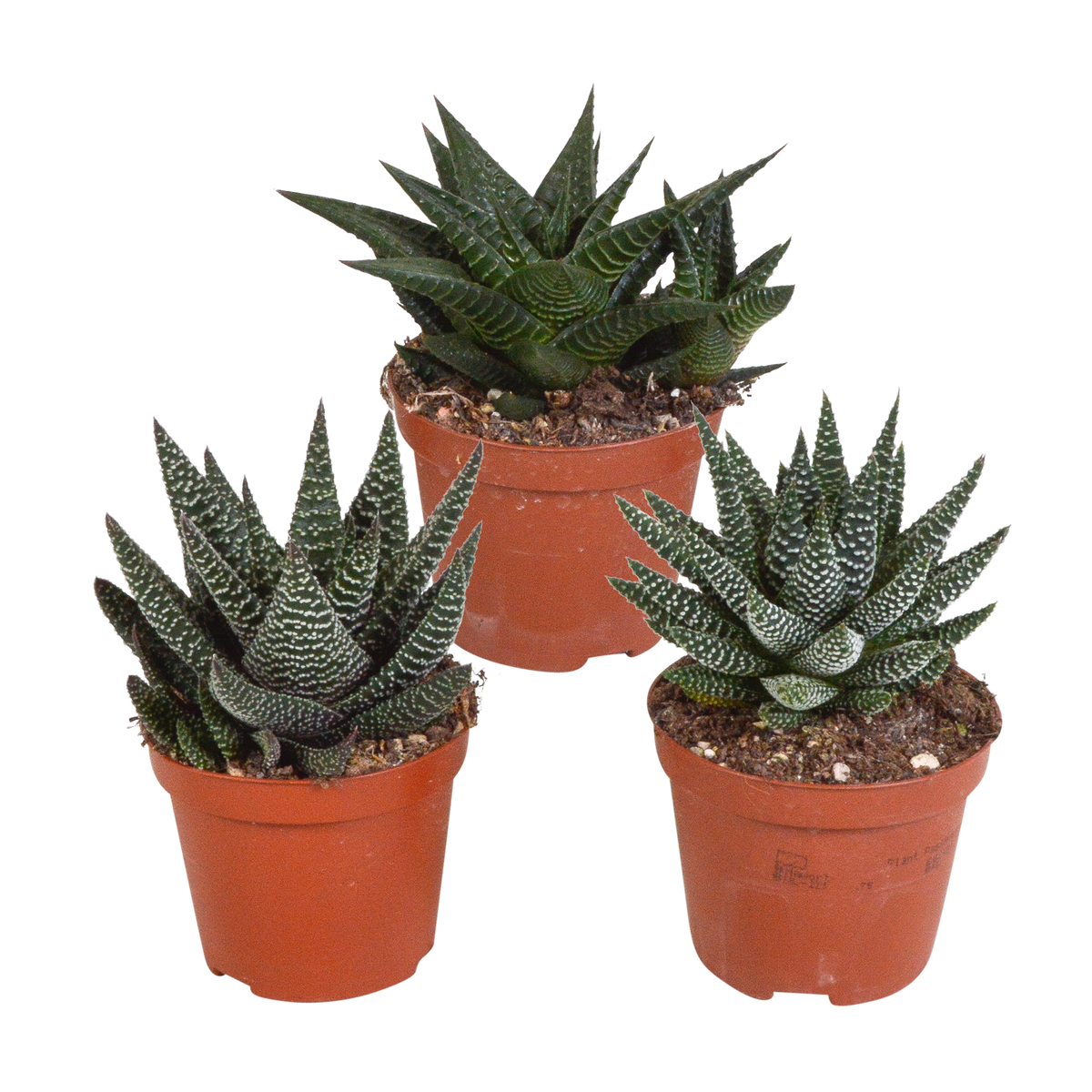 Gasteria/Haworthia-blanding uden pyntepotte – Ø9 cm, 18 cm høj