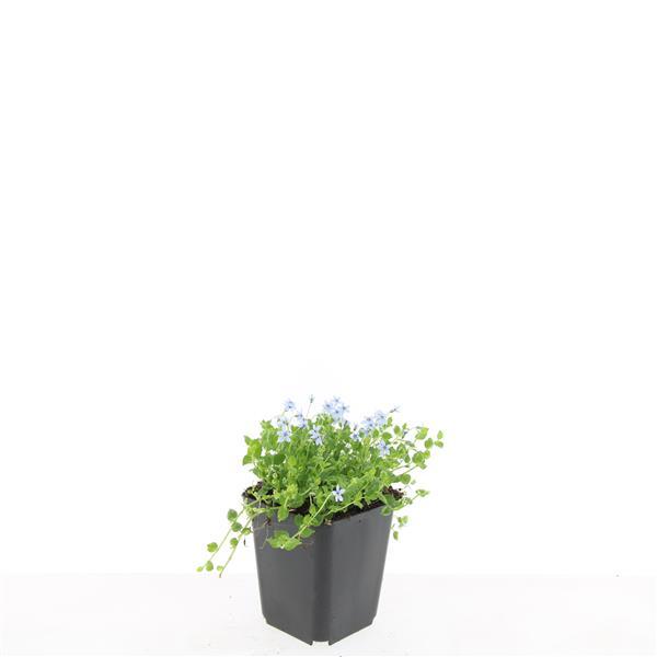 Isotoma fluviatilis 'Alba-' (blaue Teppichpflanze) – 48 Pflanzen, Ø9 cm, 10–25 cm hoch