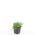 Isotoma fluviatilis 'Alba-' (blaue Teppichpflanze) – 48 Pflanzen, Ø9 cm, 10–25 cm hoch