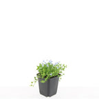 Isotoma fluviatilis 'Alba-' (blaue Teppichpflanze) – 48 Pflanzen, Ø9 cm, 10–25 cm hoch