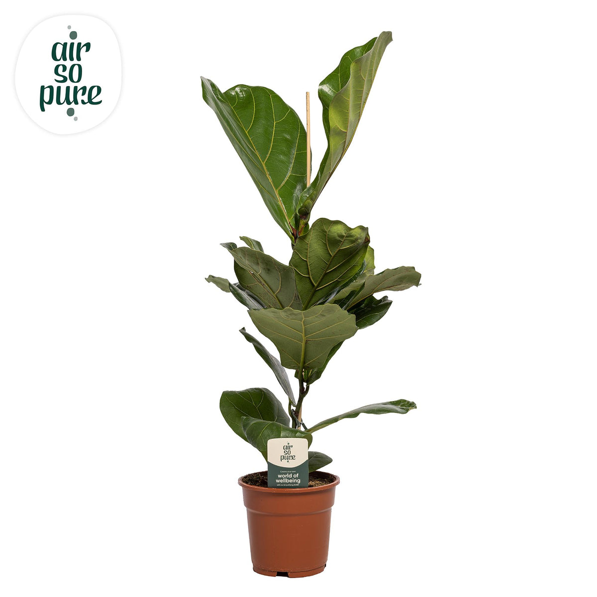 Ficus lyrata (vioolbladplant) – Ø17 cm, 60 cm hoog