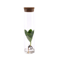 Clusia im Glaszylinder – Ø 5 cm, 15 cm hoch