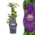 Clematis 'Viticella Polish Spirit' (Virgin's-bow-delft) – purple – 6 plants, Ø9 cm, 35 cm high