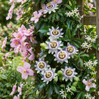 Composition de plantes grimpantes tricolore – rose clair-blanc-violet – 12 plantes, Ø9 cm, 35 cm de haut