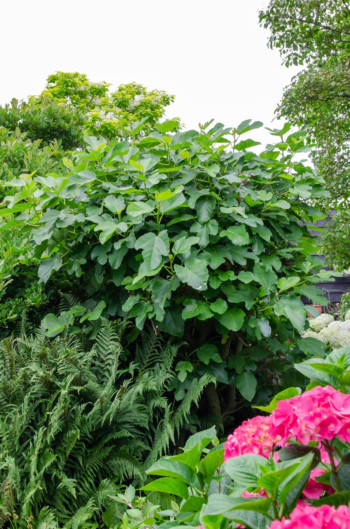 Ficus 'Gustissimo Perretta' (fig tree) – Ø13 cm, 30 cm high – photo 3