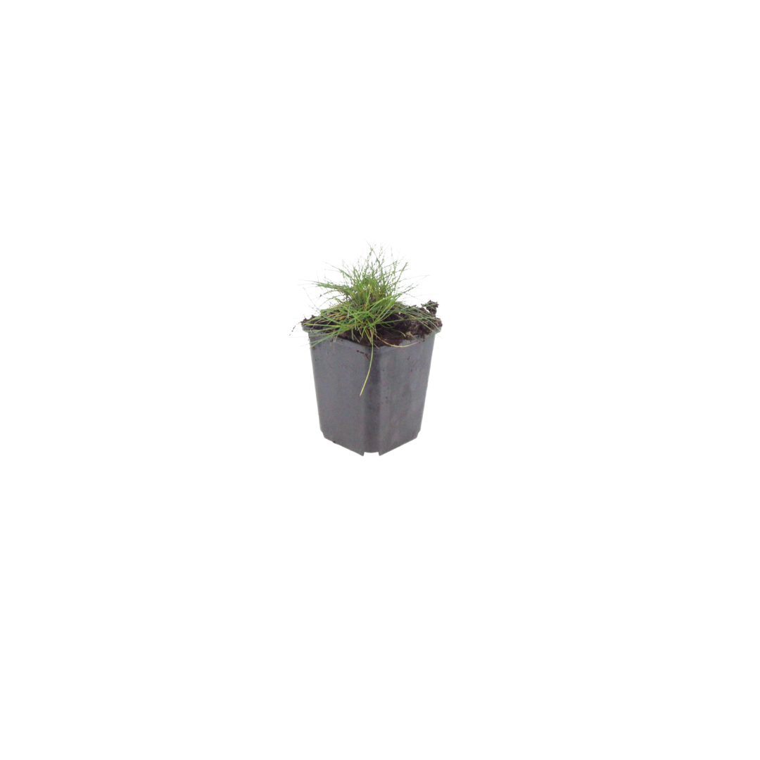 Festuca gautieri (fétuque bleue) – 6 plants, Ø9 cm, 10–25 cm de haut – photo 2