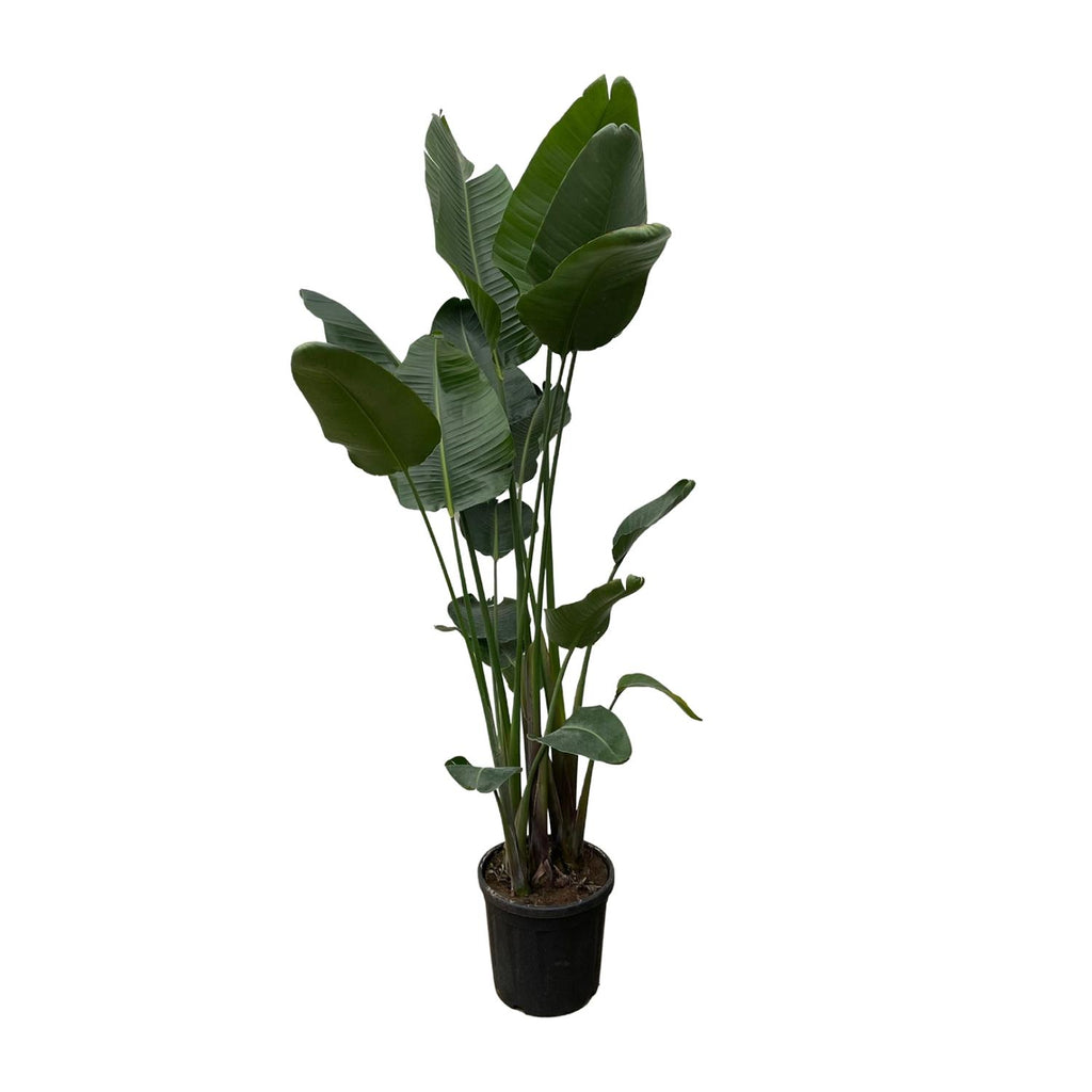 Strelitzia nicolai XXL (witte paradijsvogelbloem) – Ø34 cm, 250 cm hoog