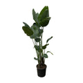 Strelitzia nicolai XXL (witte paradijsvogelbloem) – Ø34 cm, 250 cm hoog