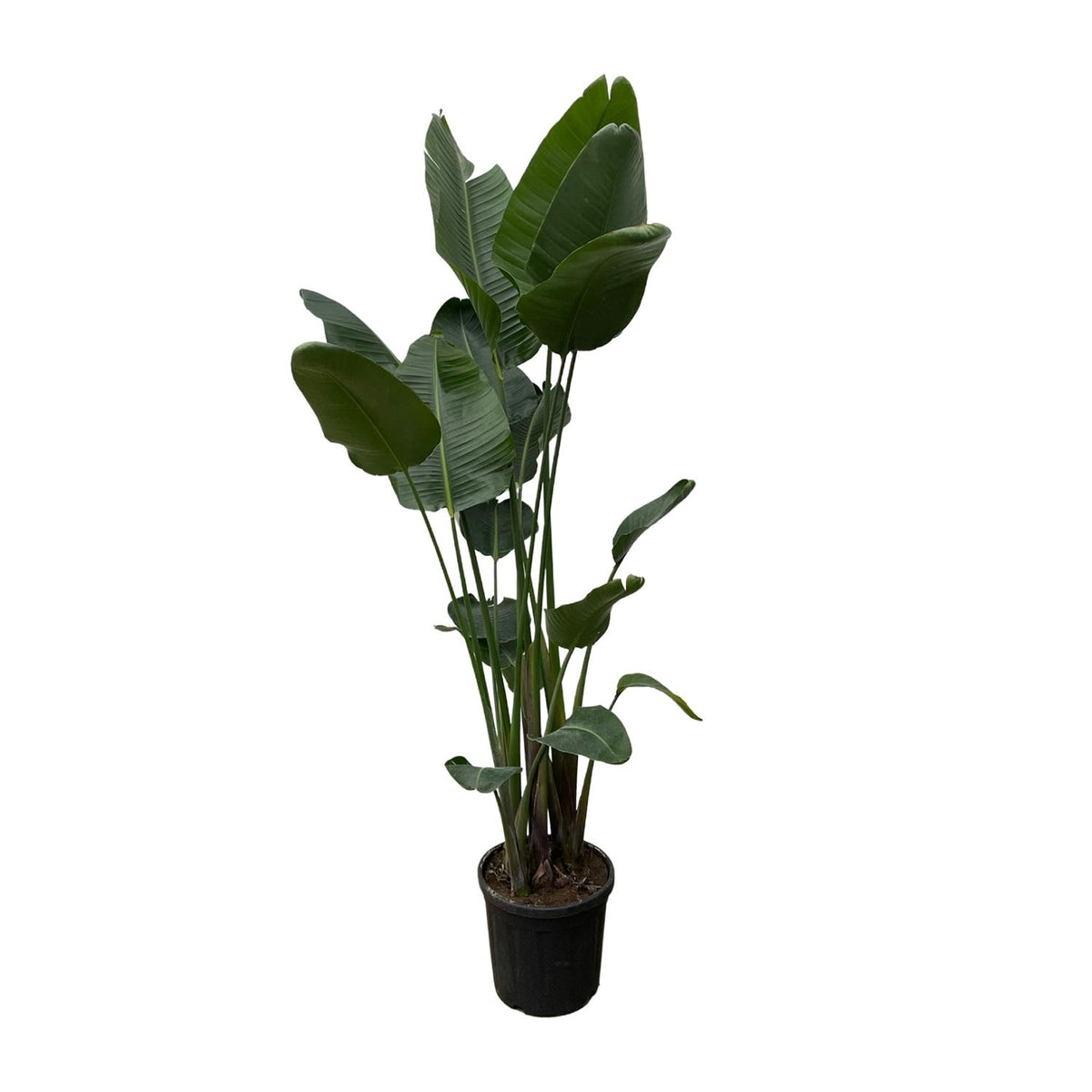 Strelitzia nicolai XXL (witte paradijsvogelbloem) – Ø34 cm, 250 cm hoog