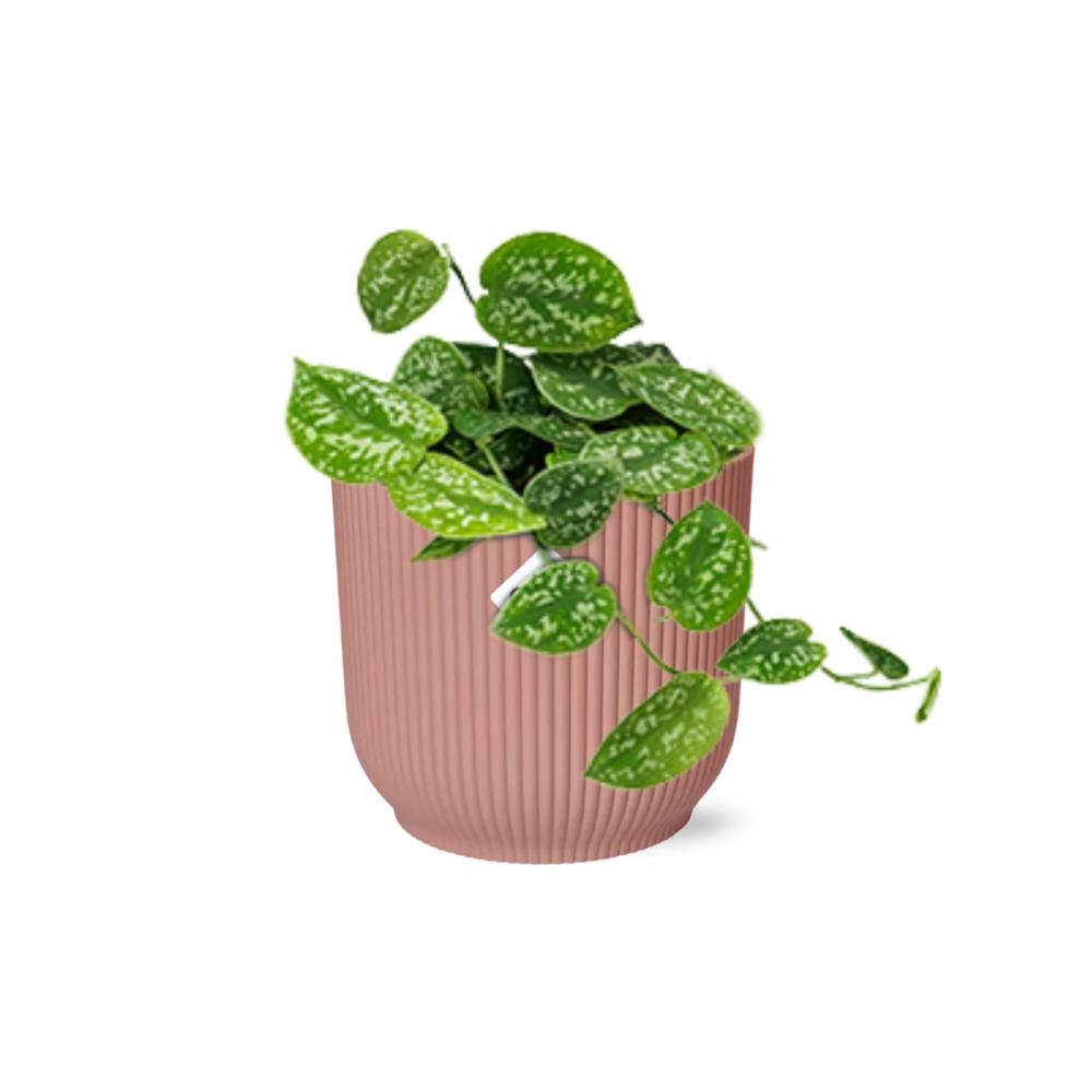 Scindapsus pictus ‘Argyraeus’ i ELHO Vibes Fold 14 cm pink – 20 cm høj