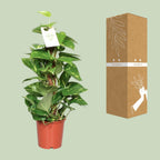 Epipremnum Pinnatum 60cm (scindapsus) – Ø15 cm, 60 cm hoog