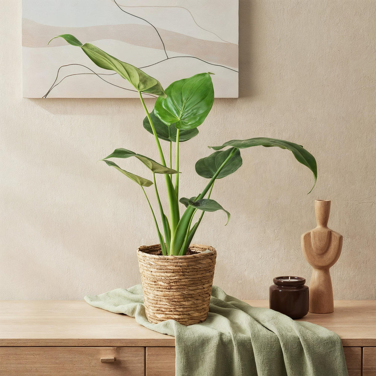 Alocasia Cucullata (elefantøre) med kurv – Ø17 cm, 60–65 cm høj