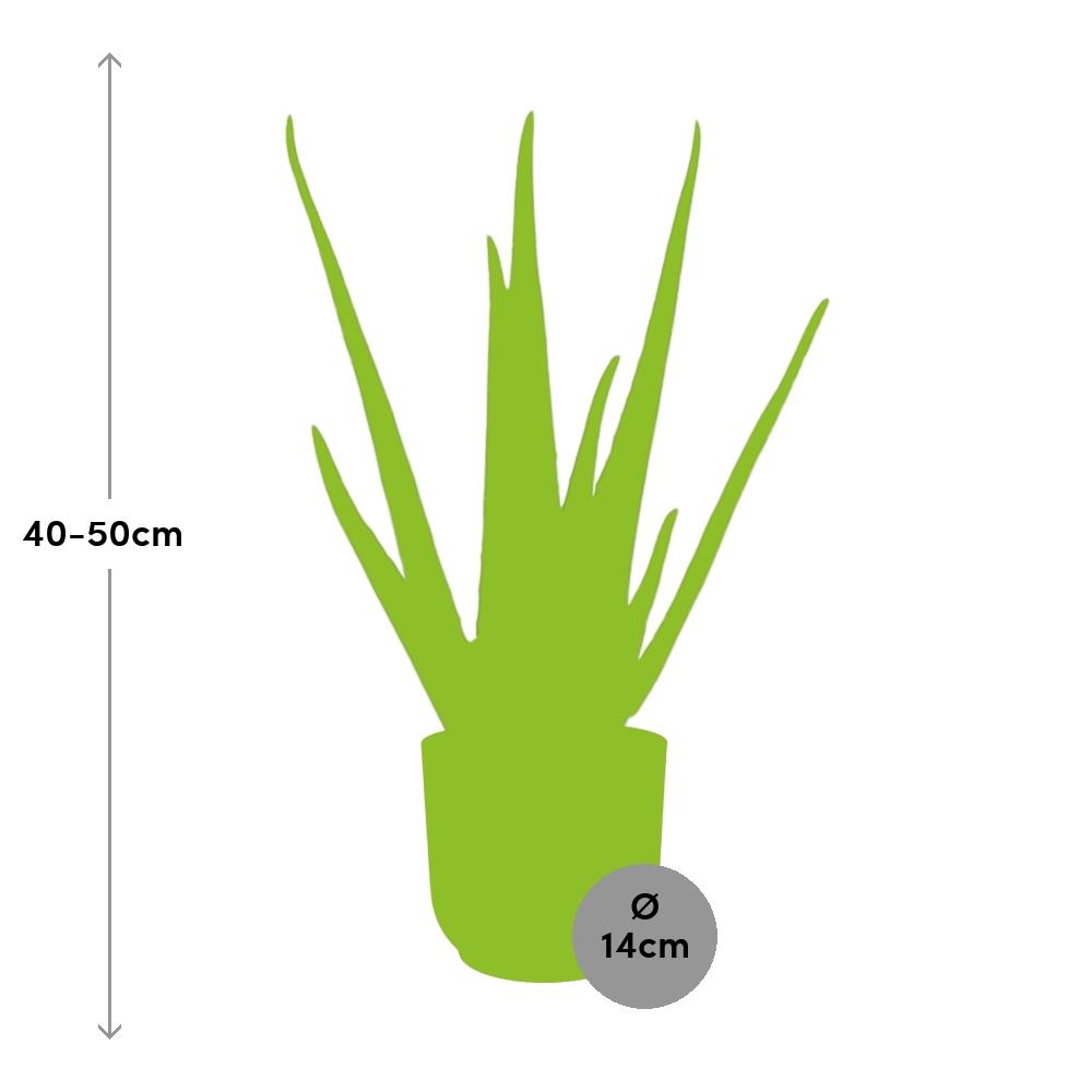 Aloe Vera 12cm in ELHO Vibes Fold 14cm roze – 40 cm hoog