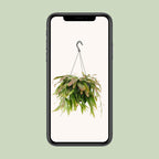 Rhipsalis Red Coral (koraalcactus) – Ø17 cm, 25 cm hoog