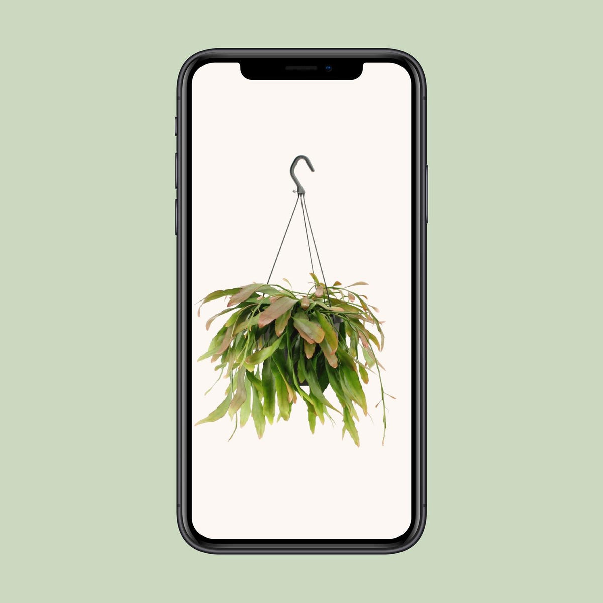 Rhipsalis Red Coral (koraalcactus) – Ø17 cm, 25 cm hoog – foto 4