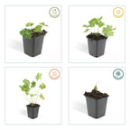 Geranium 'Rozanne' (cranesbill) – 6 plants, Ø9 cm, 10–25 cm high