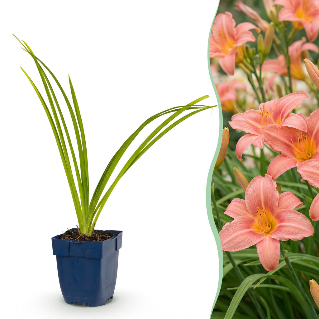 Hemerocallis 'Pink Damask' (daglilje) – rosa – 6 planter, Ø11 cm, 15–25 cm høj