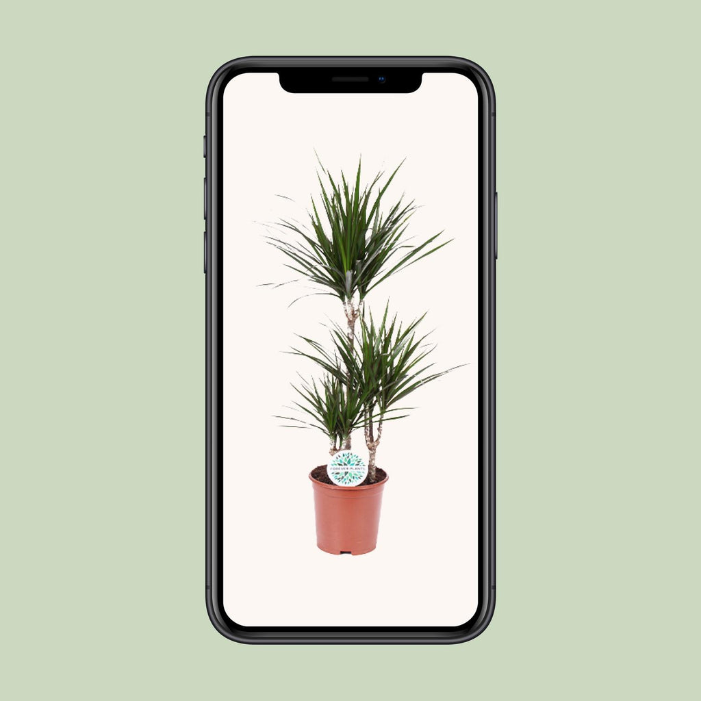 Dracaena marginata (Drachenbaum) – Ø 21 cm, 115 cm hoch