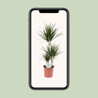 Dracaena marginata (Drachenbaum) – Ø 21 cm, 115 cm hoch