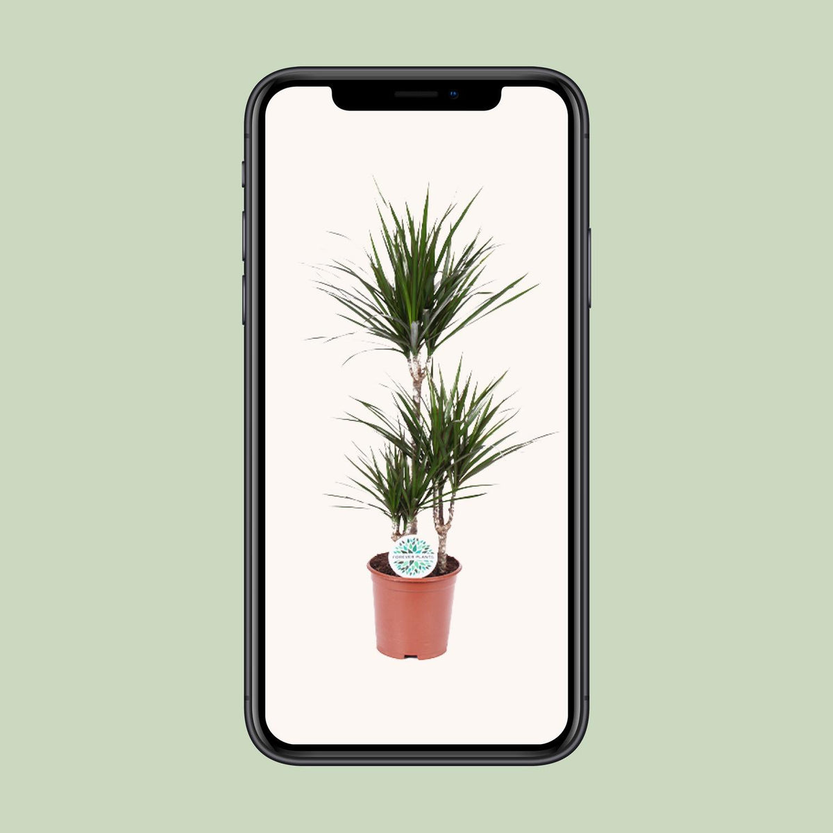 Dracaena marginata (Drachenbaum) – Ø 21 cm, 115 cm hoch
