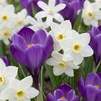 Blumenzwiebelpaket Schattengarten – 200 Blumenzwiebeln (Zwiebelgröße 10/12)
