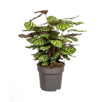 Calathea makoyana – Ø27 cm, 60–80 cm hoog