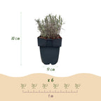 Lavandula angustifolia 'Hidcote' (grey foliage) – 6 plants, Ø17 cm, 30 cm high