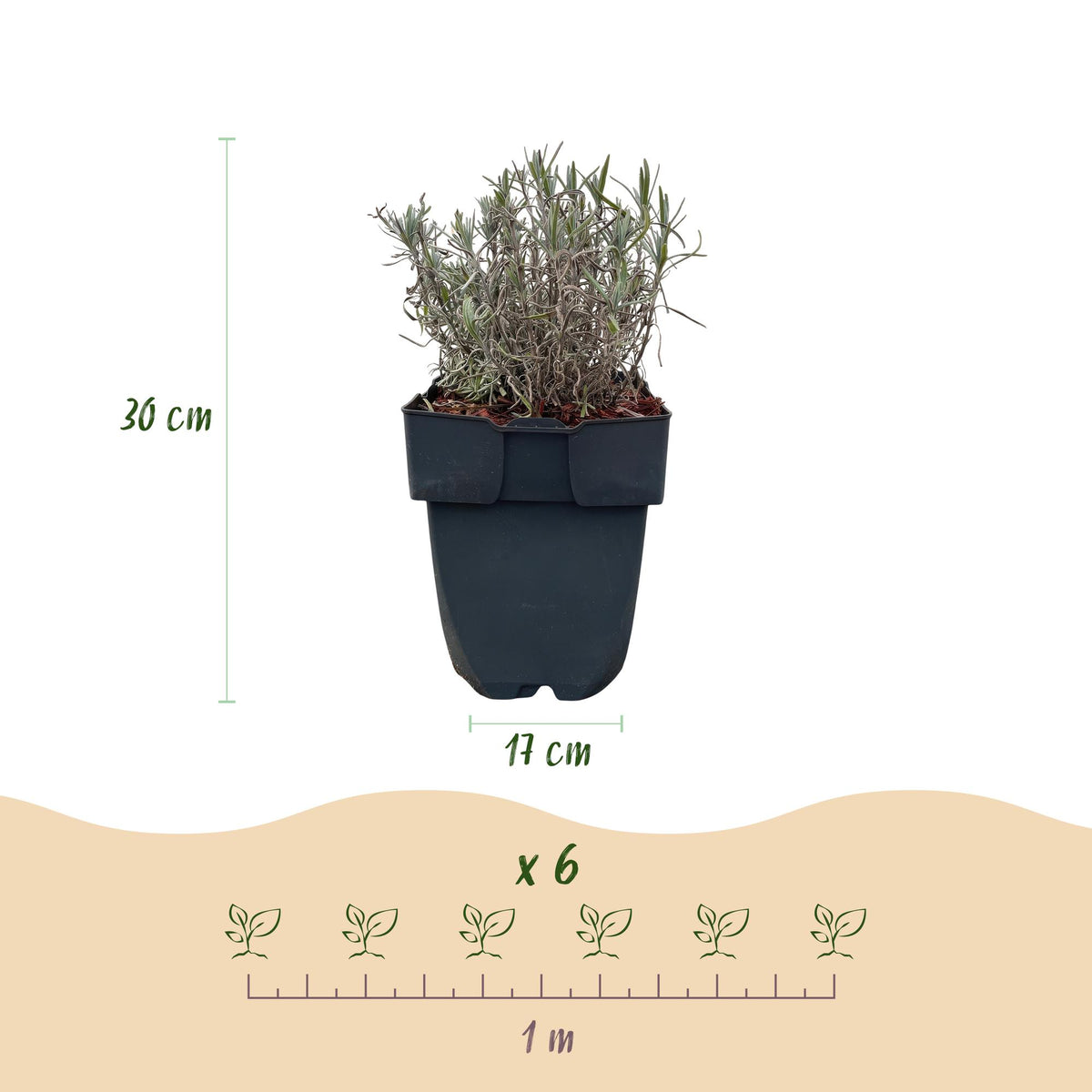 Lavandula angustifolia 'Hidcote' (blad grijs) – 6 planten, Ø17 cm, 30 cm hoog