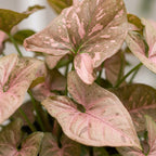 Syngonium Pink Splash – Ø6 cm, 10 cm de haut