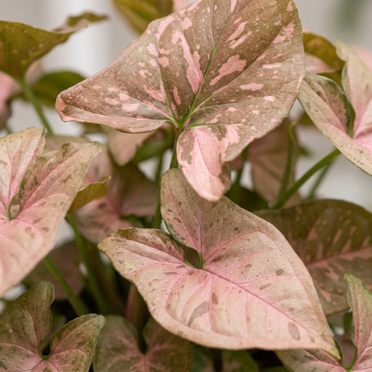 Syngonium Pink Splash – Ø 6 cm, 10 cm hoch