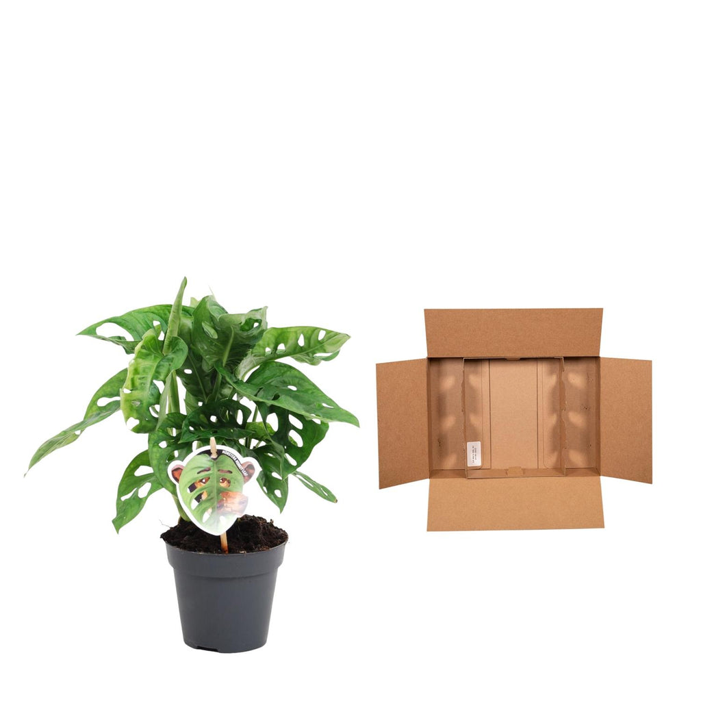 Monstera obliqua 'Monkey Leaf' (gatenplant) – Ø12 cm, 25 cm hoog