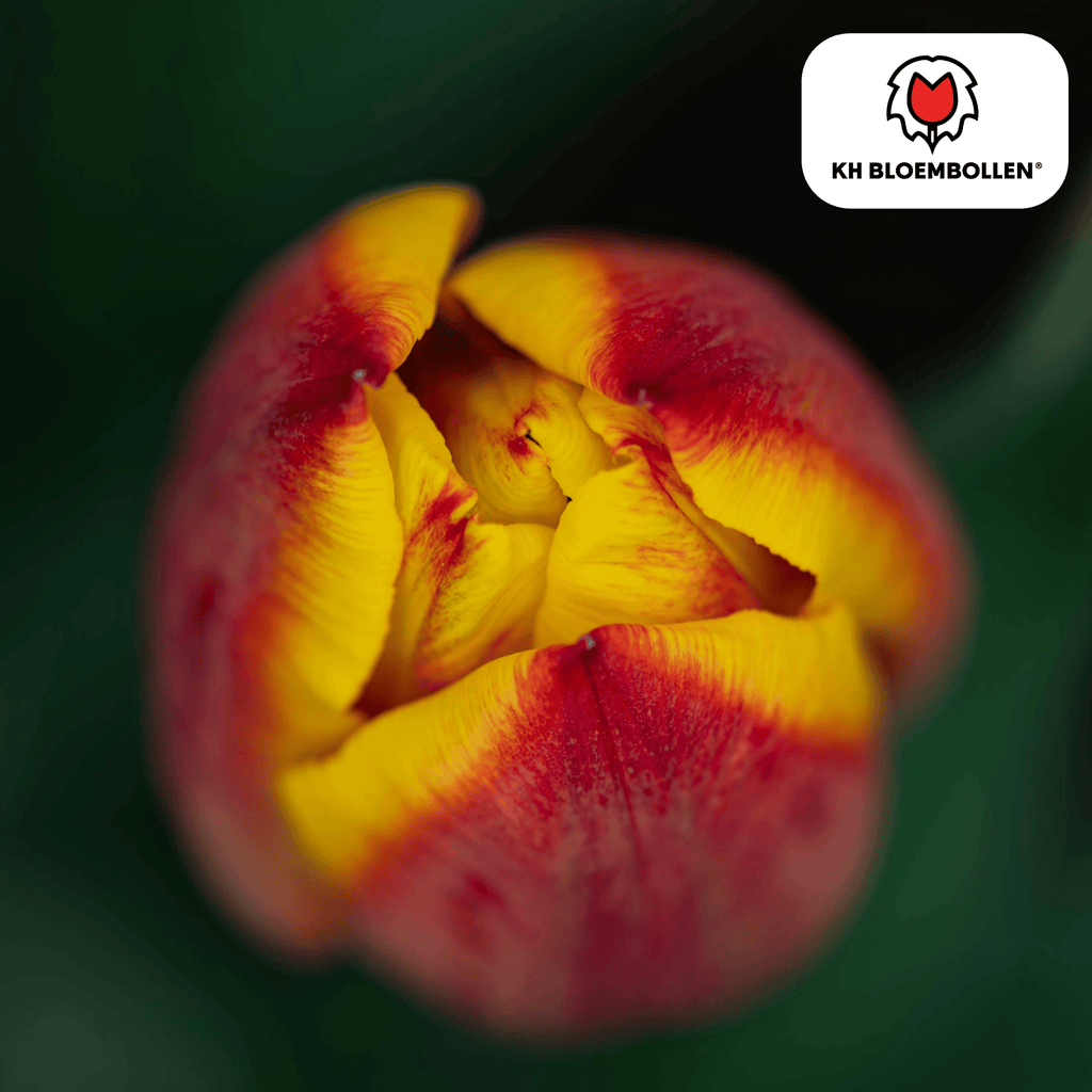 Tulipe 'Jan Seignette' – 20 bulbes (taille 11/12)