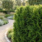 Thuja occidentalis 'Smaragd' (arbre de vie) – 16 plants, Ø9 cm, 20–30 cm de haut