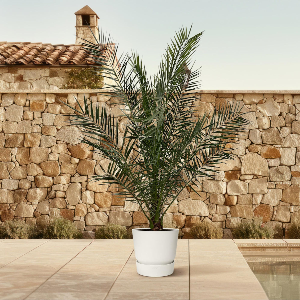 Phoenix 'Canariensis' (date palm) – Ø27 cm, 170 cm high – photo 3