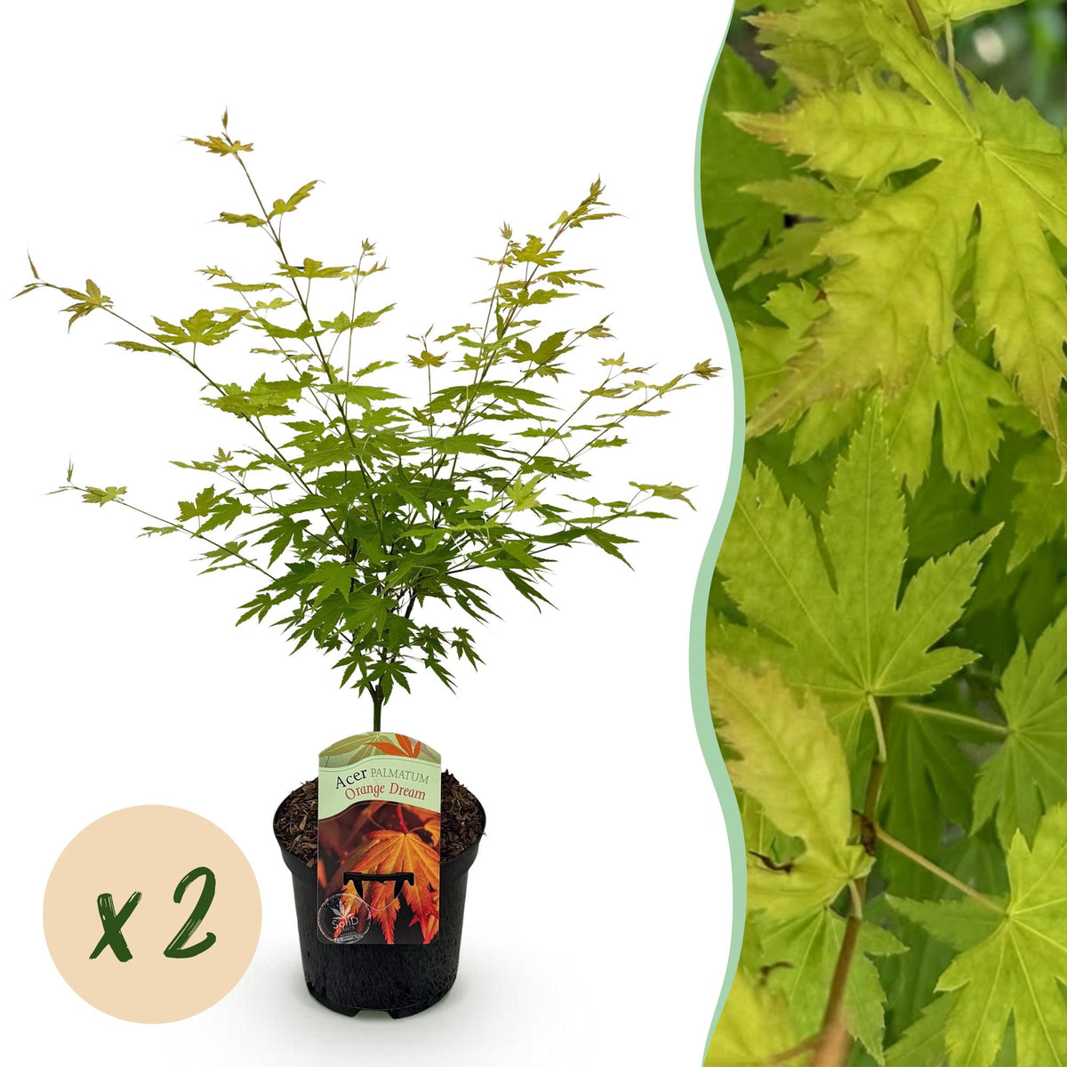 Acer palmatum 'Orange Dream' (Japanse esdoorn) – oranje – 2 planten, Ø19 cm, 70 cm hoog