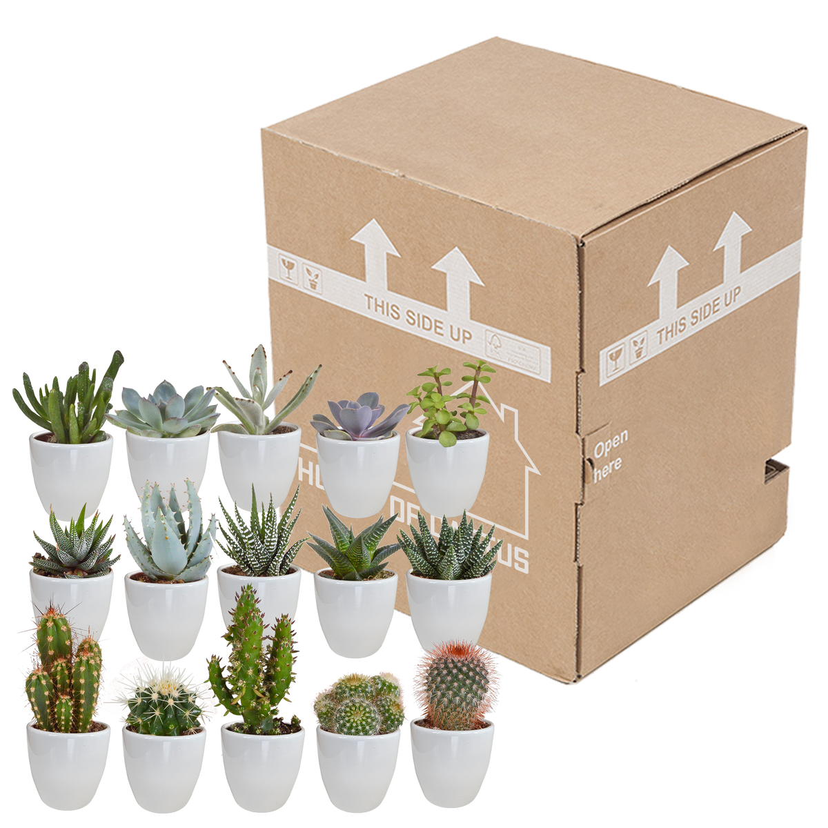 15× Kaktus- og sukkulentblanding (Cactaceae) i hvid potte – Ø7 cm, 13 cm høj